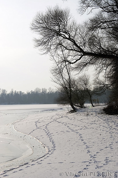 Traces dans la neige.jpg